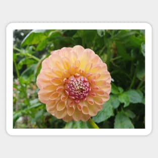 Pastel Pink and Yellow Dahlia Sticker
